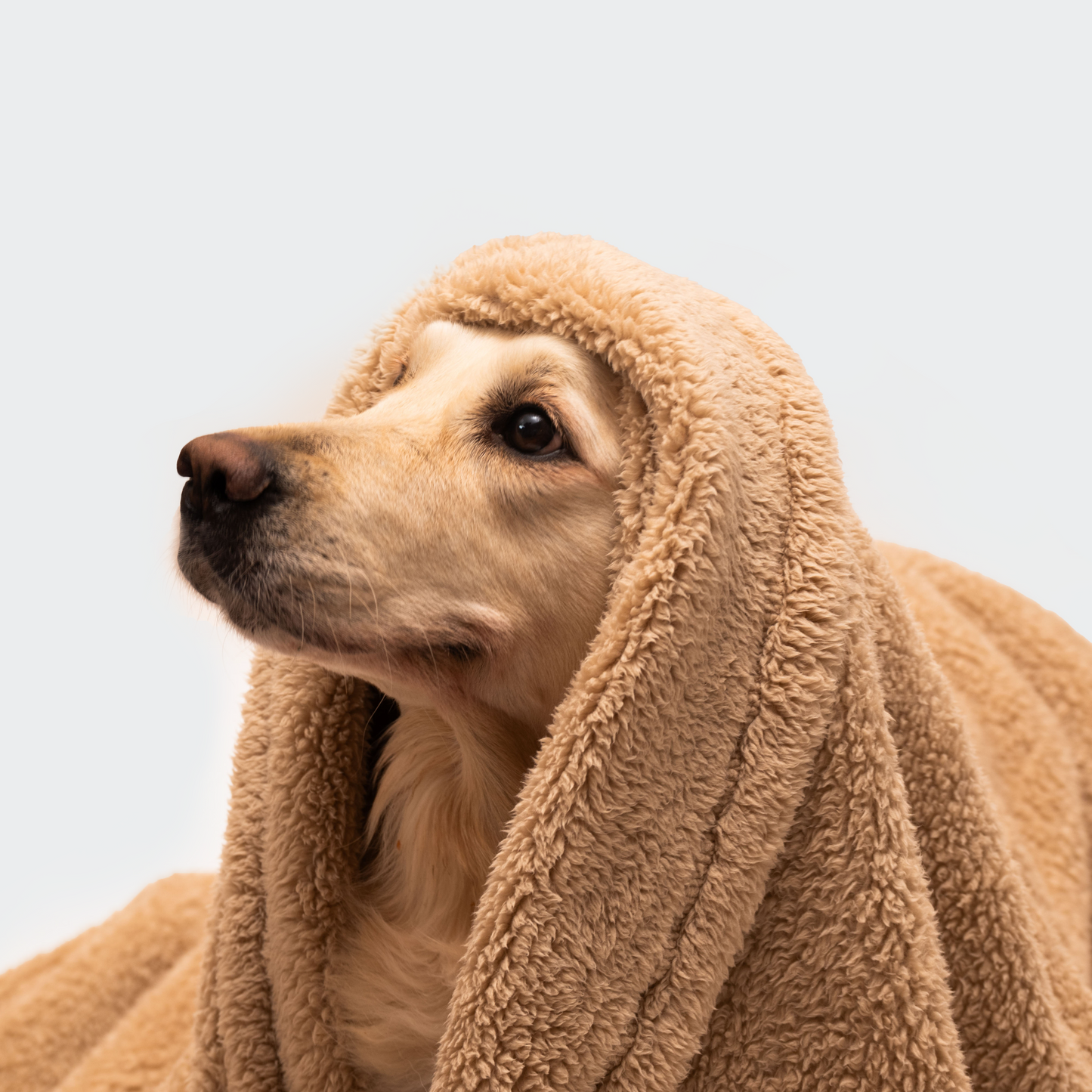 Teddydecke