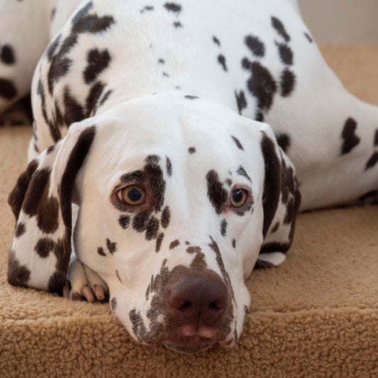 Trimmi Rosé / S Trimmi Ortopedisch hondenbed Teddy