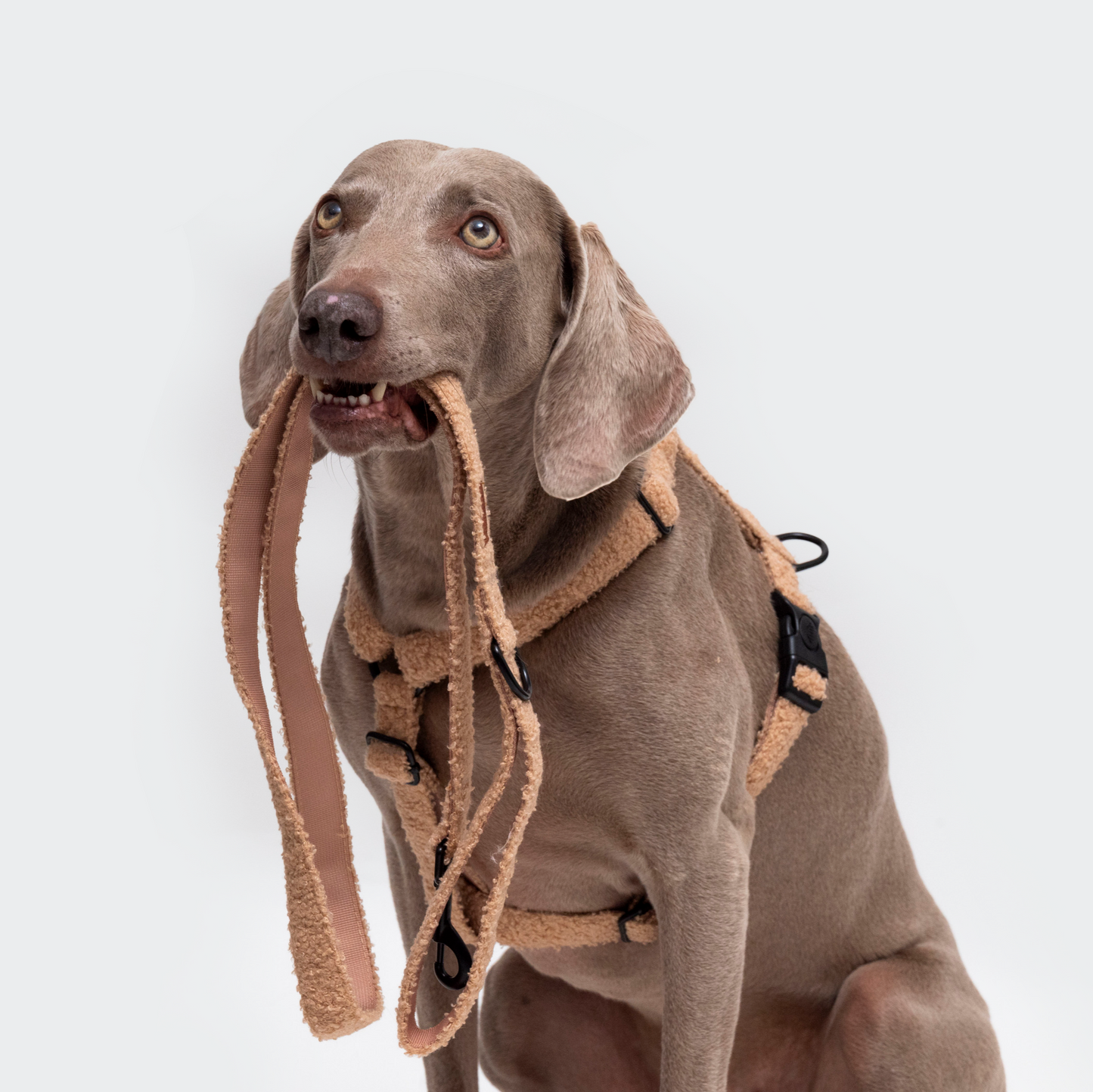 Teddy tuigje beige
