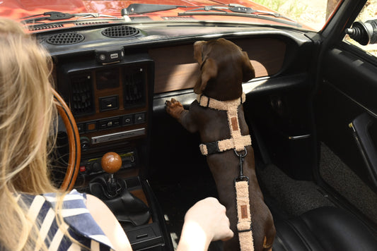 Trimmi Default Title Trimmi Teddy autogordel beige