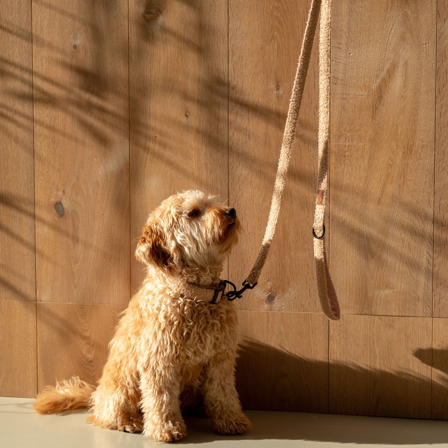 Trimmi 152 cm x 2 cm Trimmi Teddy riem beige