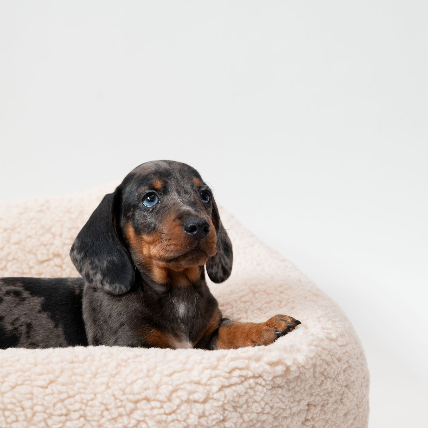 Hundebett Teddy