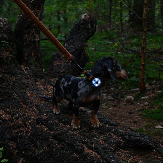 Dog safety light