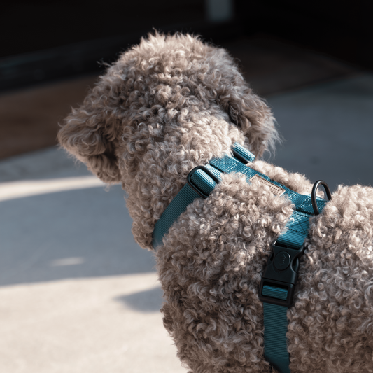 Nylon harness petrol