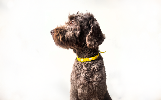 Trimmi S Trimmi Tekenband