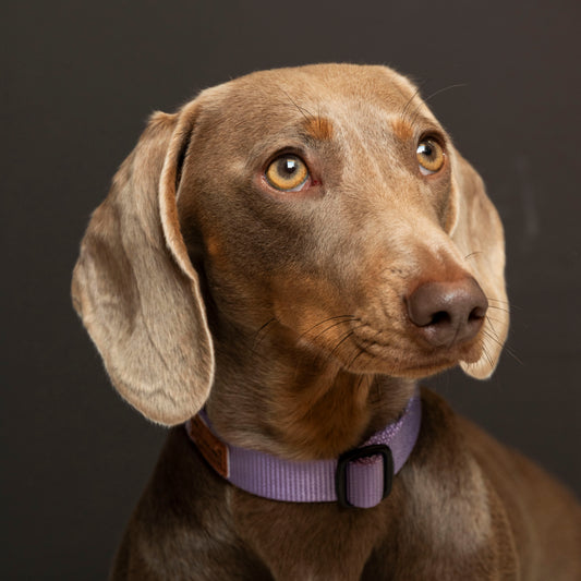 Nylon collar lilac