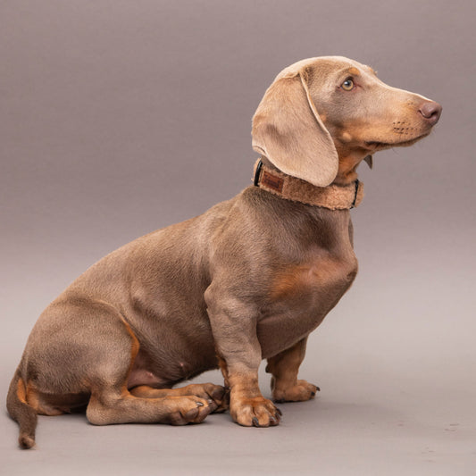 Teddy halsband beige