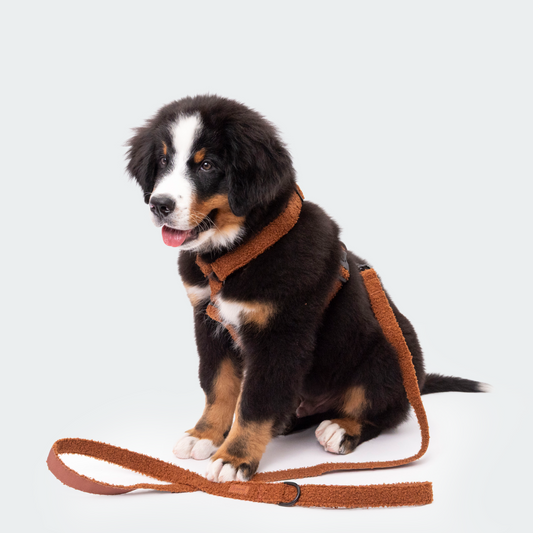 Teddy harness brown
