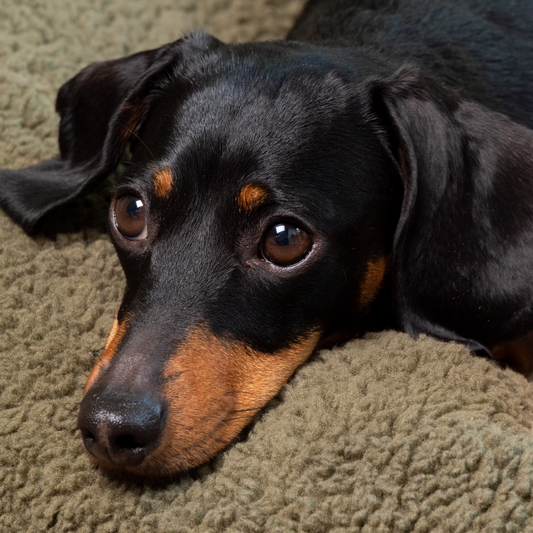 Teddy dog bed olive