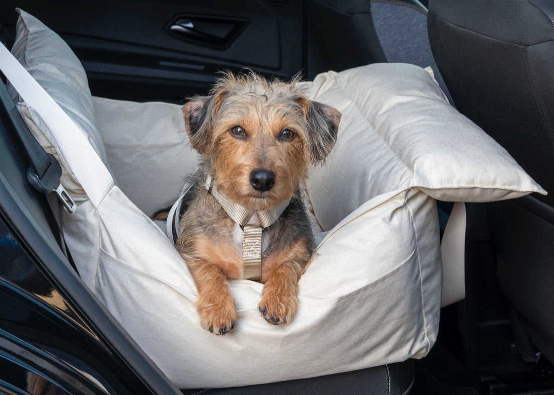 Honden autostoel: veilig met je hond op pad