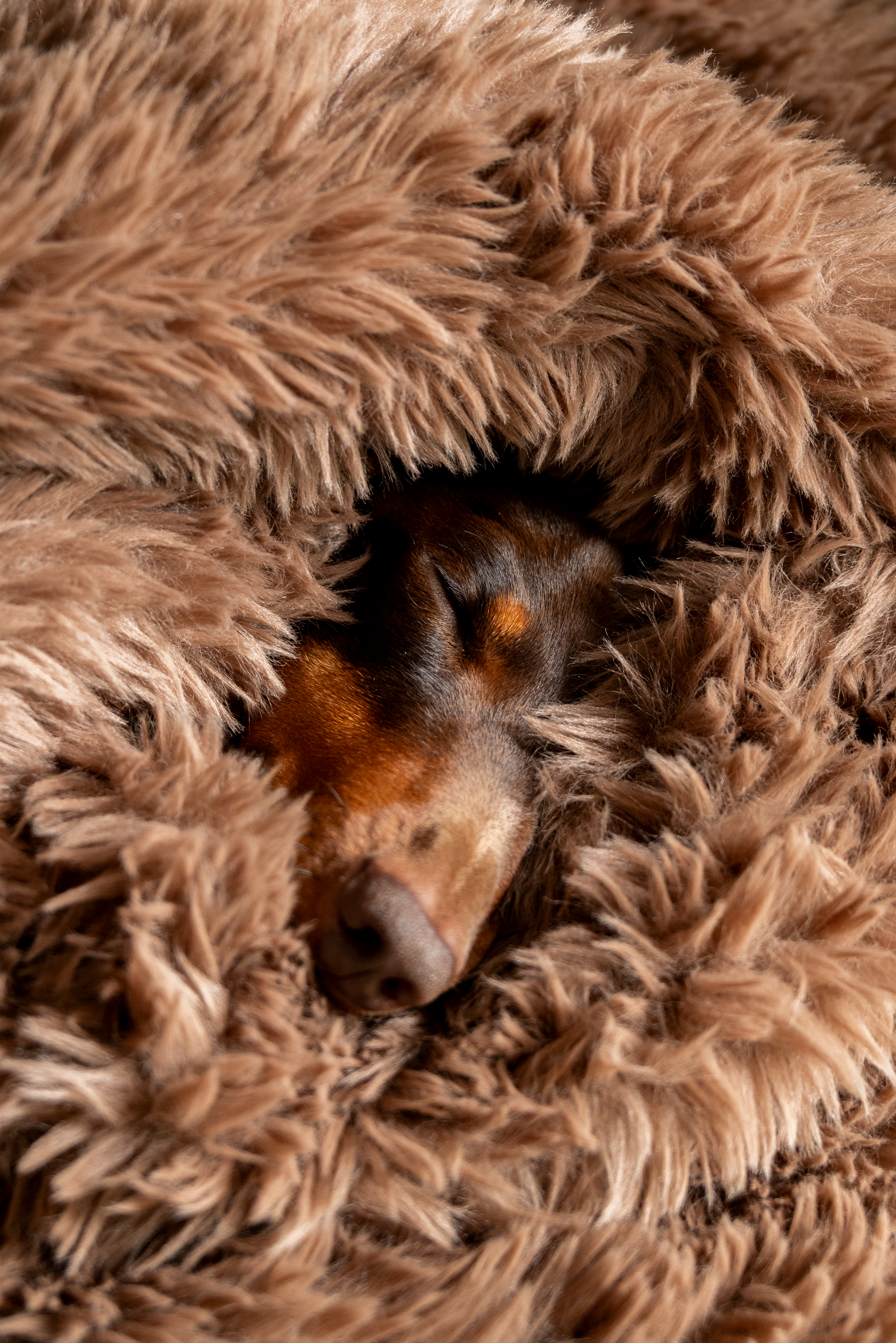 Comfortabele slaapplekken voor je hond, passend in ieder interieur