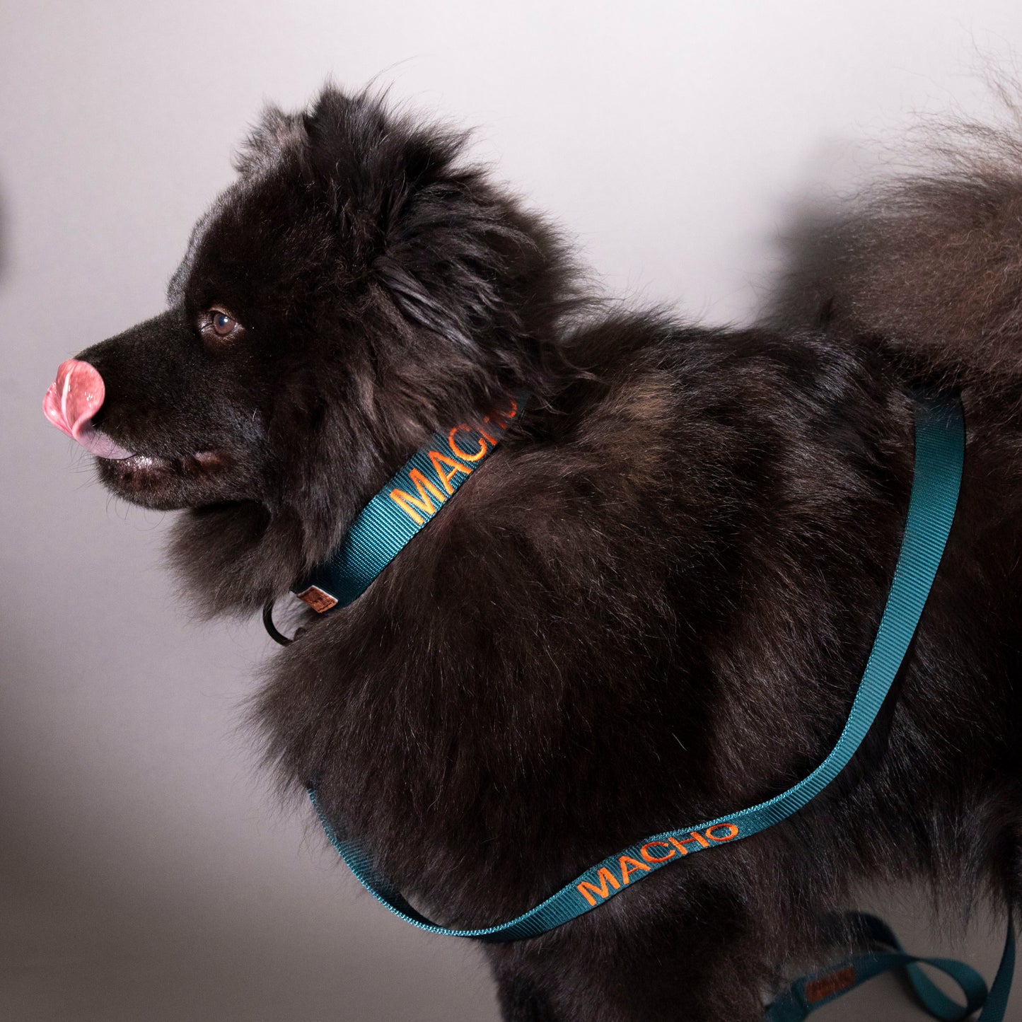 Nylon halsband petrol