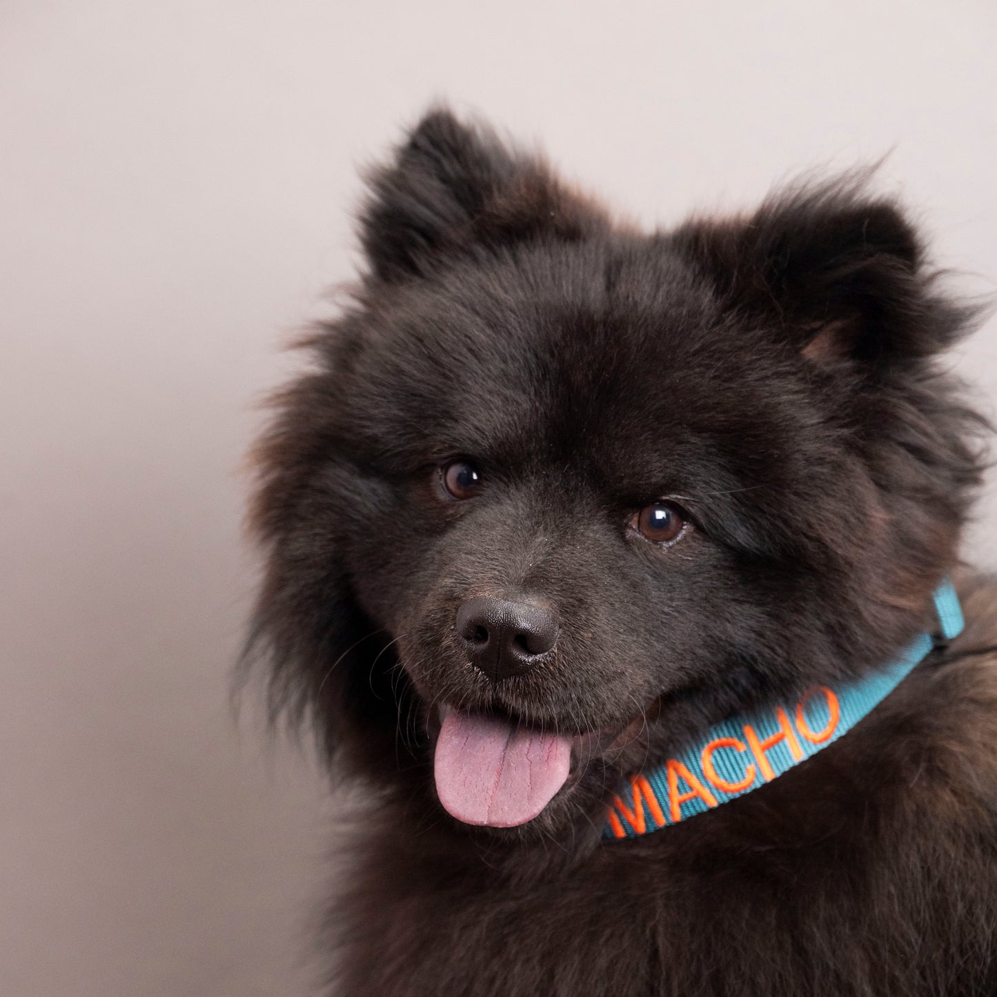 Nylon halsband petrol