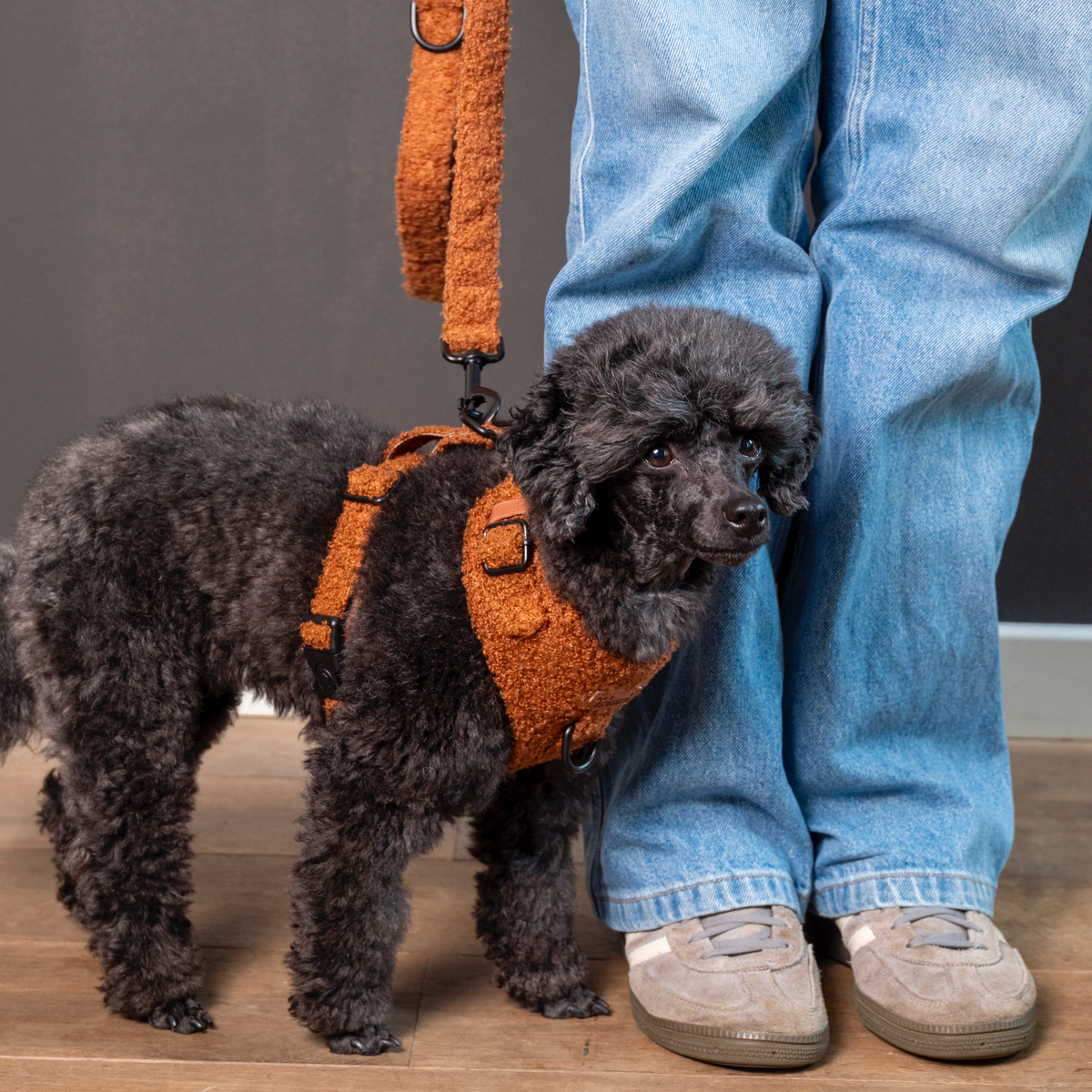 Teddy harness brown