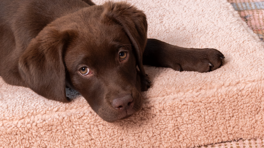 Orthopedic dog bed teddy rosé