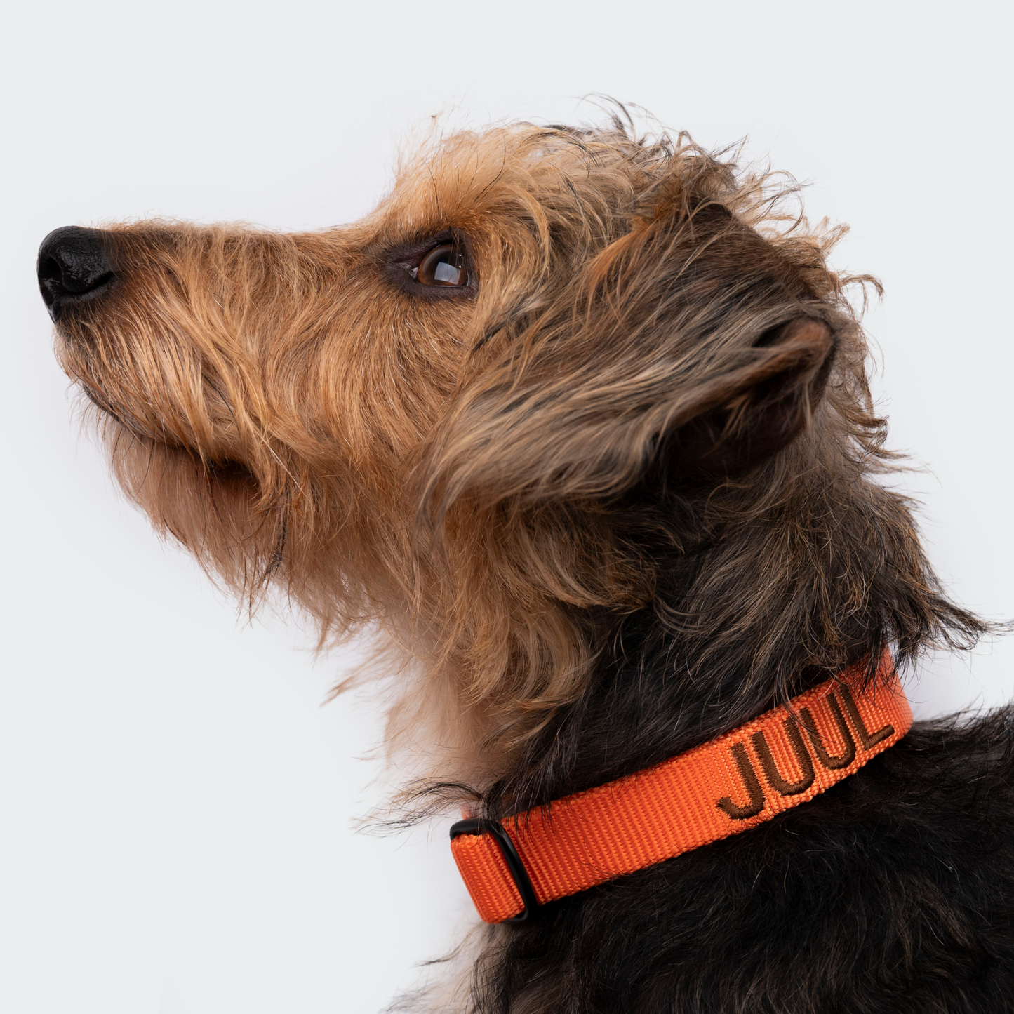 Nylon halsband oranje