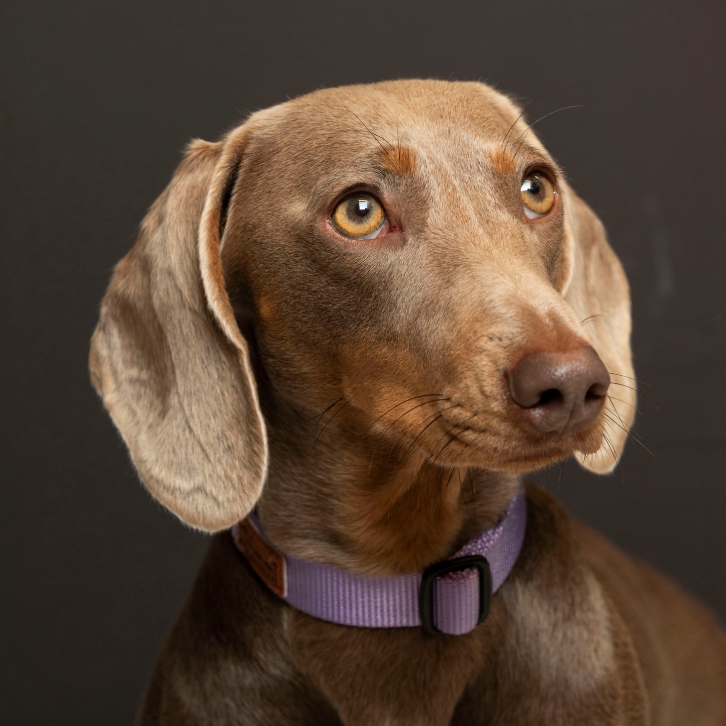 Nylon collar lilac