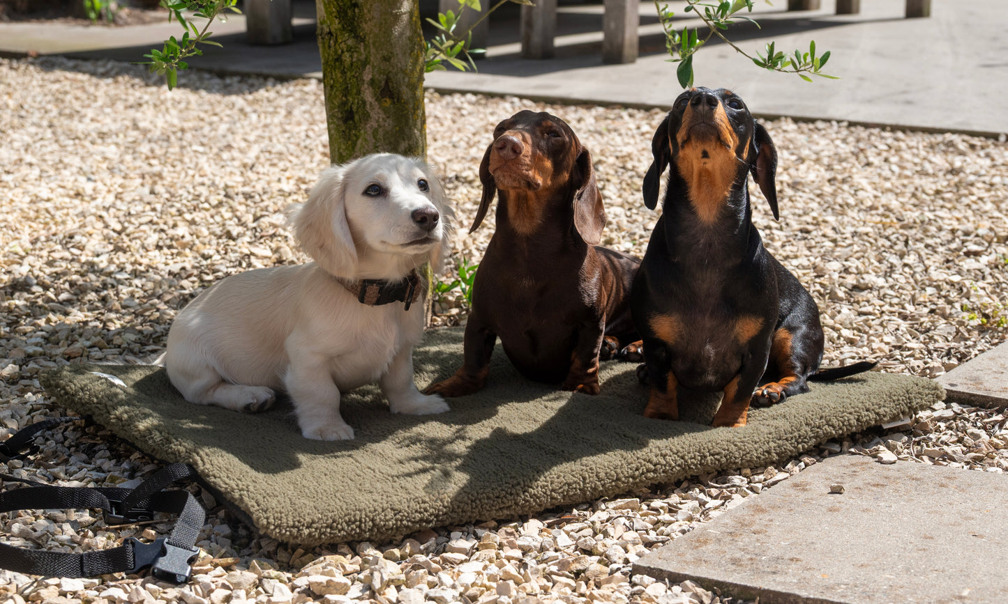 Travel dog bed olive