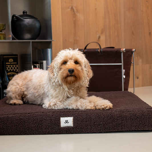 Orthopedic dog bed teddy chocolate