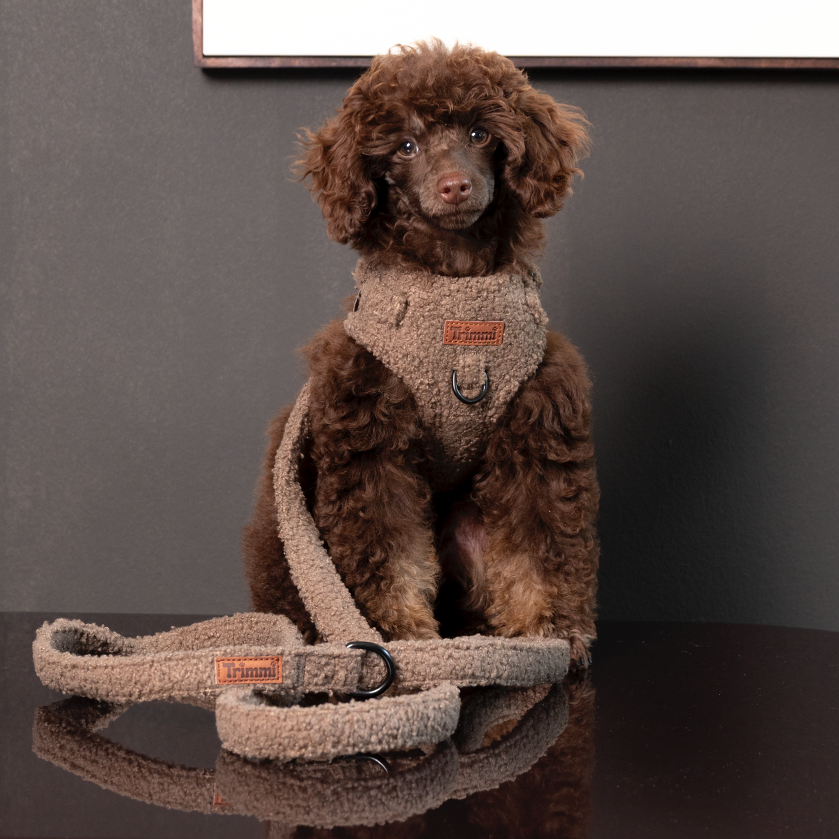 Teddy harness brown